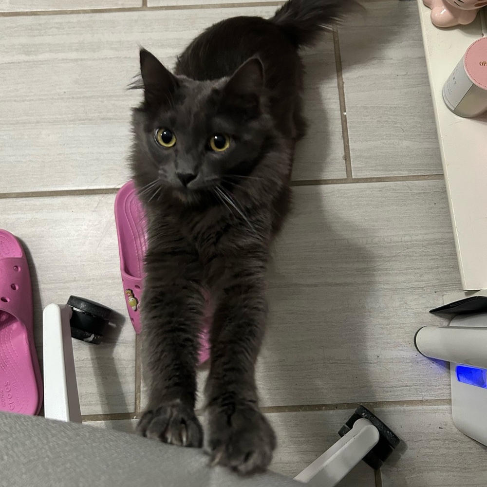 Meet your Posher, Posh